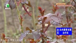 创城·我们一起—市园林市花管理中心迅速行动 助力创城