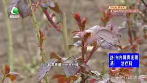 创城 我们一起——市园林市花管理中心迅速行动 助力创城