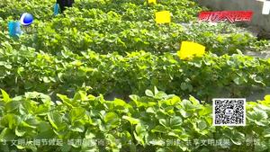 日光温室草莓的栽培技术