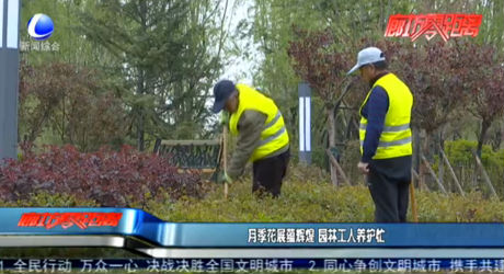 月季花展蕴辉煌 园林工人养护忙