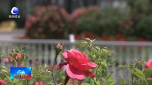 市区道路花开正当时 市民齐赞如画