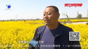 400亩油菜花进入盛花期 游客络绎不绝