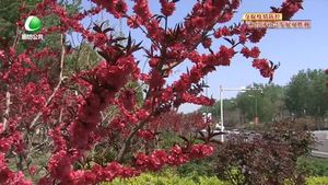 市区道路花开正当时 市民齐赞美如画