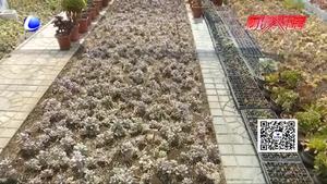 “治愈系”萌物带您一扫疫情阴霾 多肉植物受青睐