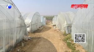 二十四节气：谷雨至 暮春到 农耕田园知多少