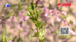 农博士 话农事——槐树花期管理技术