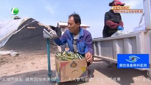 安次区宋王务村：“线上销售+入园采摘”党建大棚甜瓜喜丰收