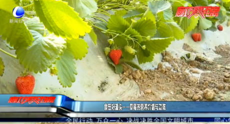 食在好源头——草莓的营养价值与功效
