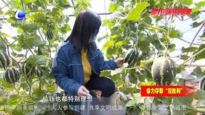 “线上销售+入园采摘”党建大棚甜瓜喜丰收