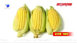 市种子管理站 为农民科普玉米播种知识