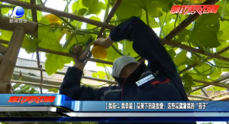 【我奋斗 我幸福】瓜架下的赵俊爱：这些瓜就像我的“孩子”
