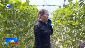 安次区宋王务村：“线上销售+入园采摘党建大棚甜瓜喜丰收”