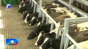 市农业农村局联合巴斯牧场举办牧场 牛场牛线观光活动