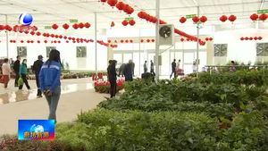 永清县恒美国际花都：鲜花争奇斗艳 游客纷至沓来