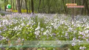 踩踏草坪户外烧烤 不文明旅游存在安全隐患