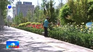 月季漂香 花开满城 我市持续打造“月季之城”