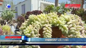 多肉植物春季养护？记住三个小技巧