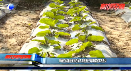 早春茬设施番茄抗性砧木嫁接茄子高效栽培技术要点