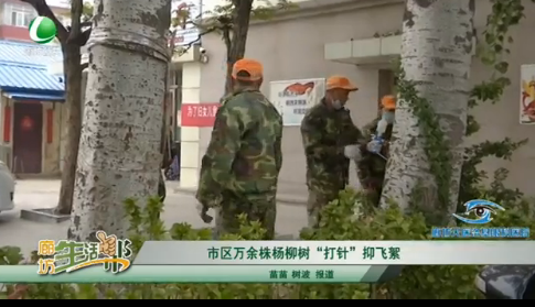 市区万余株杨柳树“打针”抑飞絮