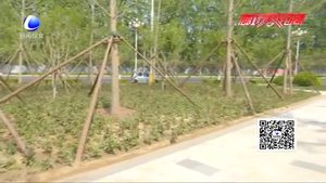 廊坊开发区造林绿化工程陆续展开 为美丽新城增美添绿