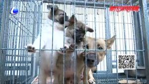 我市犬类留检所对不文明养犬行为进行整治 发布军民领养犬只流程