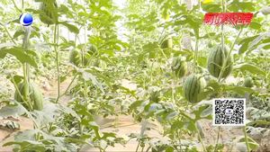 小型西瓜新品种引进与栽培技术示范