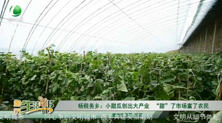 杨税务乡：小甜瓜创出大产业“甜”了市场富了农民