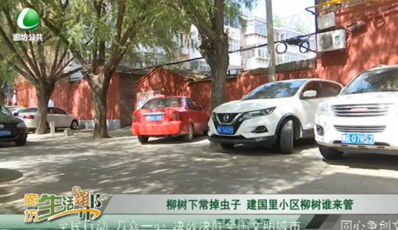 柳树下常掉虫子 建国里小区柳树谁来管