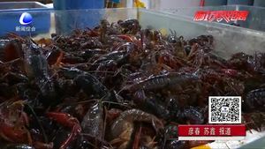 美味龙虾季也有烦恼 吃小龙虾过敏了怎么办？