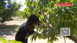 永清县汪家营村：樱桃采摘效益高