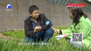 科技成果示范基地：日光温室韭菜、黄瓜、草莓优良品种示范