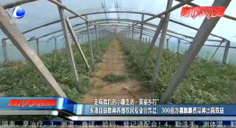 “走向我们的小康生活·美丽乡村”永清县益群种养殖农民专业合作社：300亩冷棚西瓜种出高效益