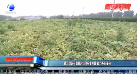 香河县钳屯镇推进特色农业发展 助力乡村振兴