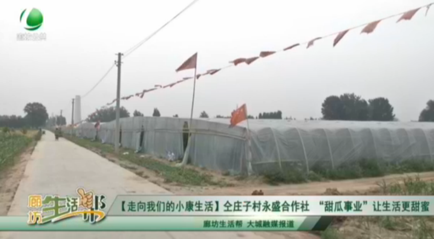 【走向我们的小康生活】仝庄子村永盛合作社“甜瓜事业”让生活更甜蜜