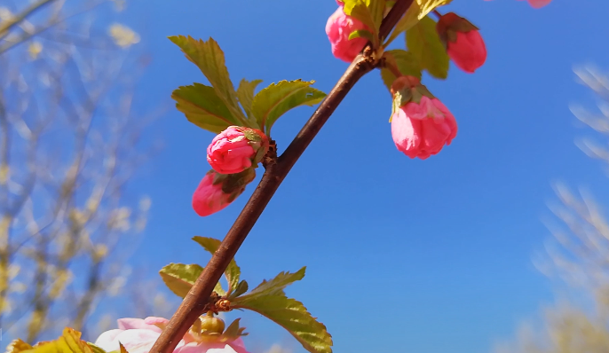 美丽廊坊我的家，文明创建靠大家 