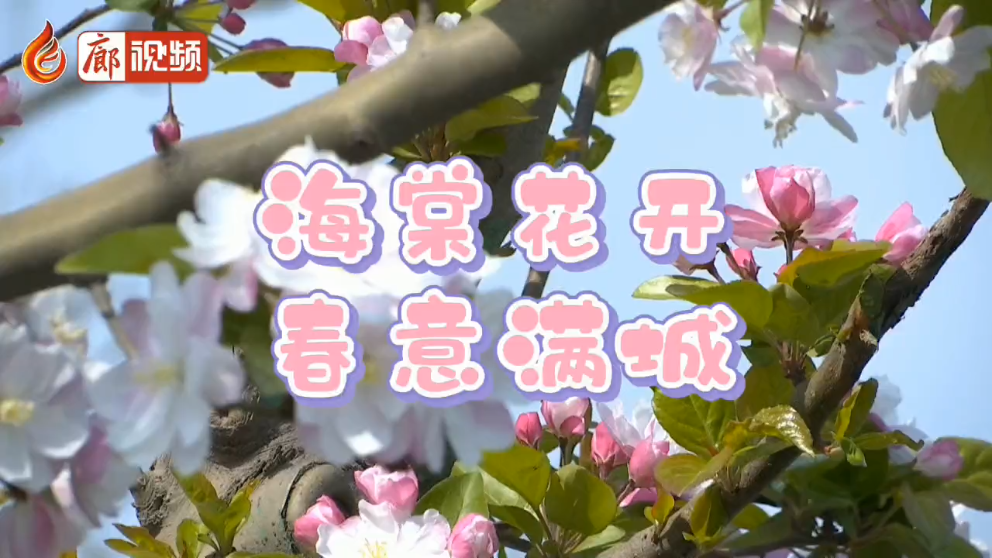 廊视频 | 海棠花开春意满城