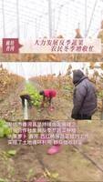 廊坊香河：大力发展#反季蔬菜 农民冬季增收忙