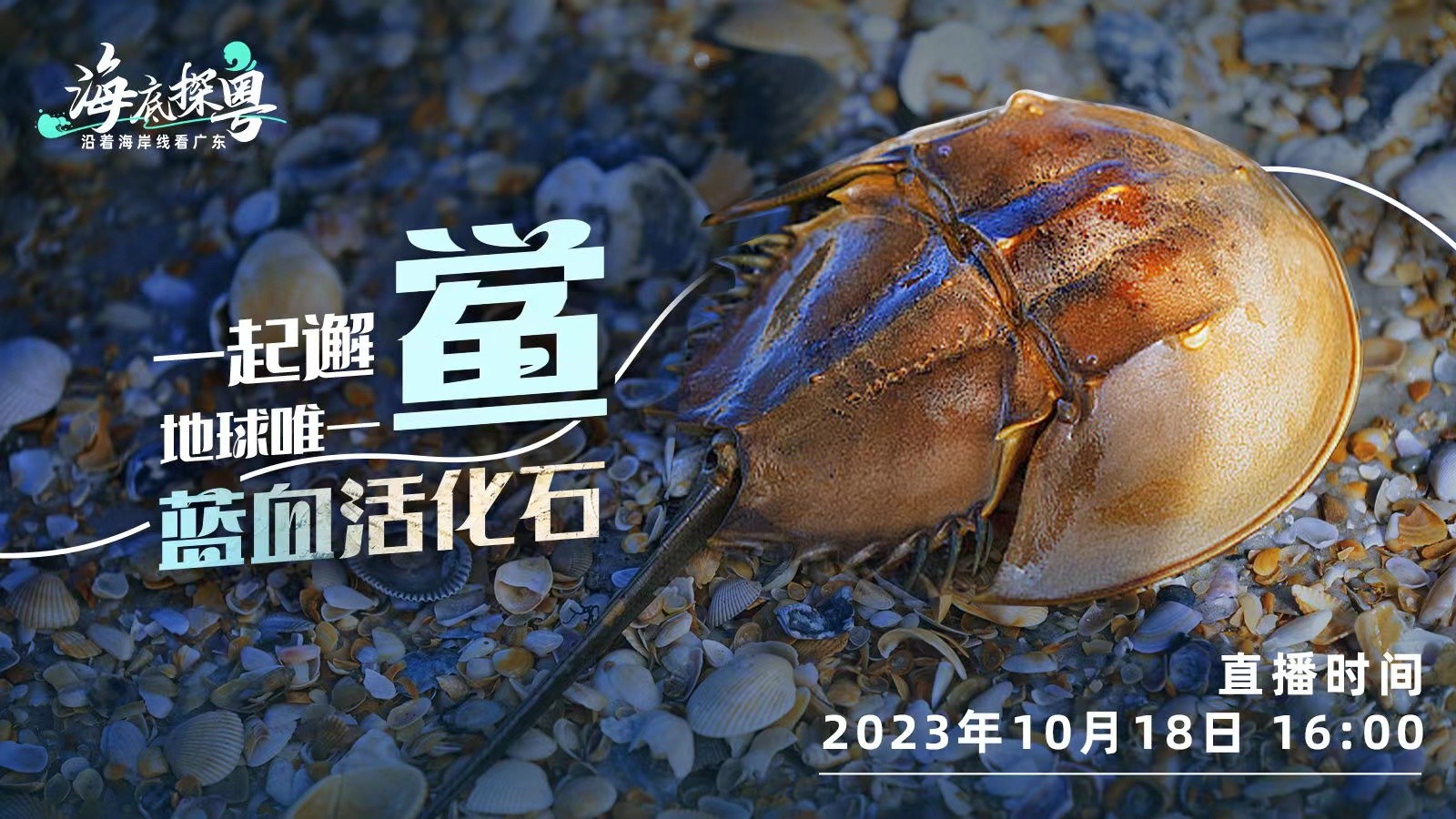 直播 | 一起邂“鲎”地球唯一“蓝血活化石”！