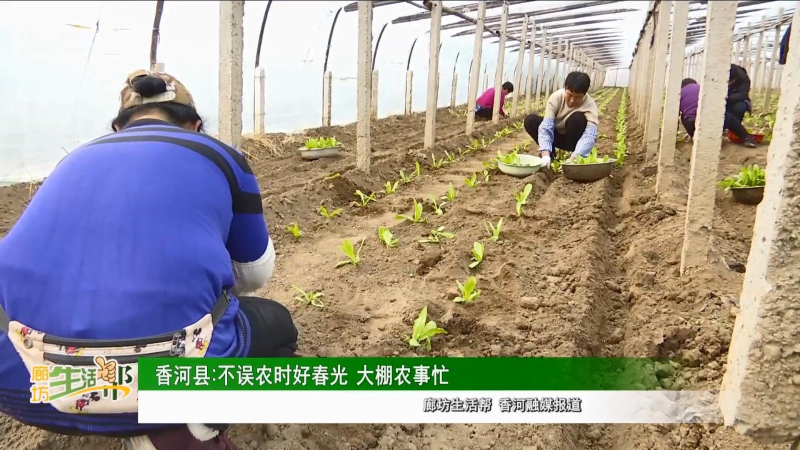 香河县：不误农时好春光 大棚农事忙