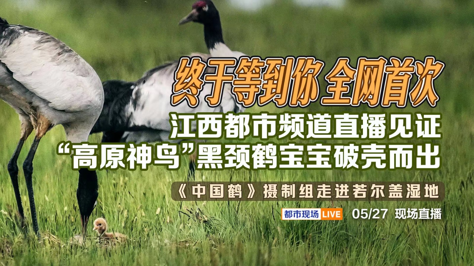 终于等到你 全网首次！江西都市频道直播见证“高原神鸟”黑颈鹤宝宝破壳而出——《中国鹤》摄制组走进若尔盖湿地