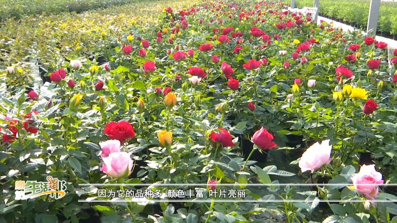 微型玫瑰种植 拓宽群众致富路