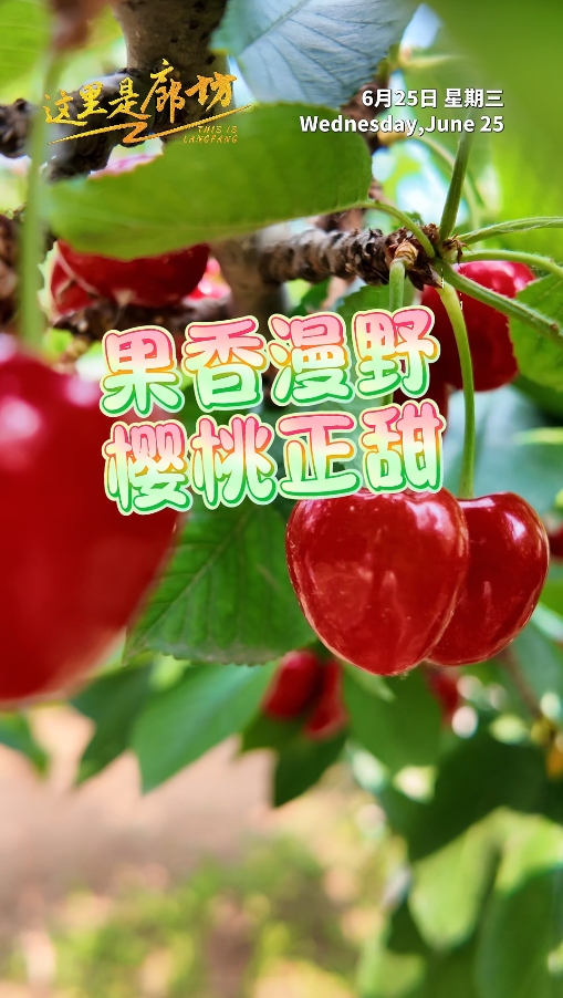 【这里是廊坊】果香漫野 樱桃正甜