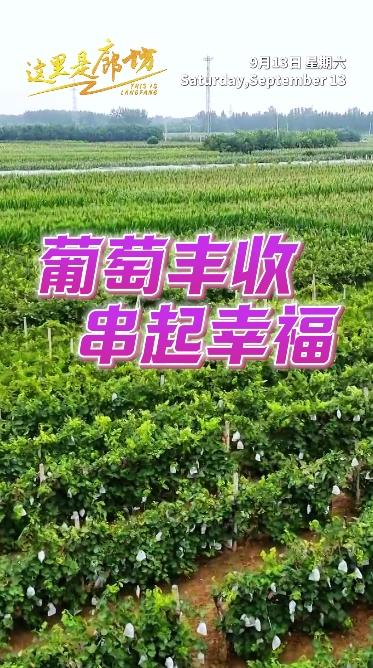 【这里是廊坊】葡萄丰收 串起幸福
