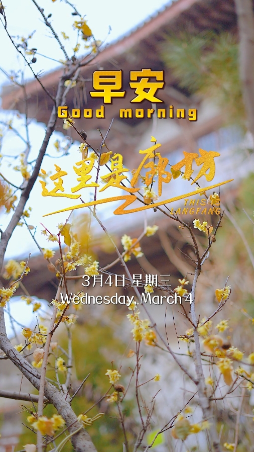 【这里是廊坊】腊梅绽放 静待春天
