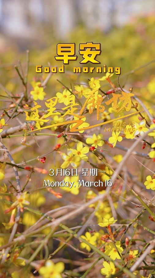 【这里是廊坊】迎春花开 春意愈浓