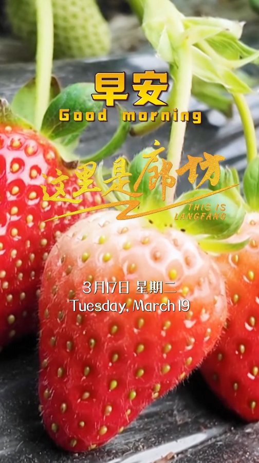 【这里是廊坊】“莓”好时光 正在派送